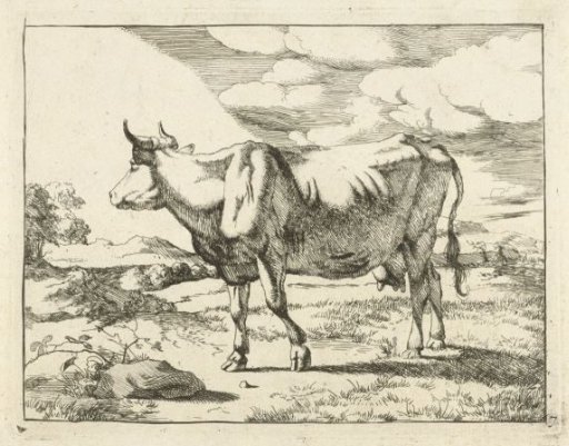Standing cow to the left