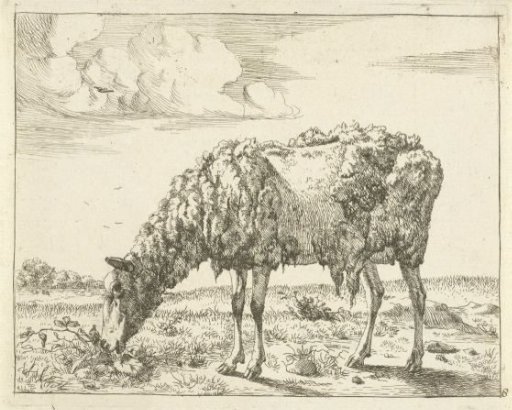 Sheep