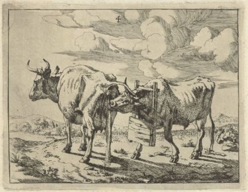 Two standing cows
