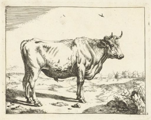 Bull, standing to the right, with birds