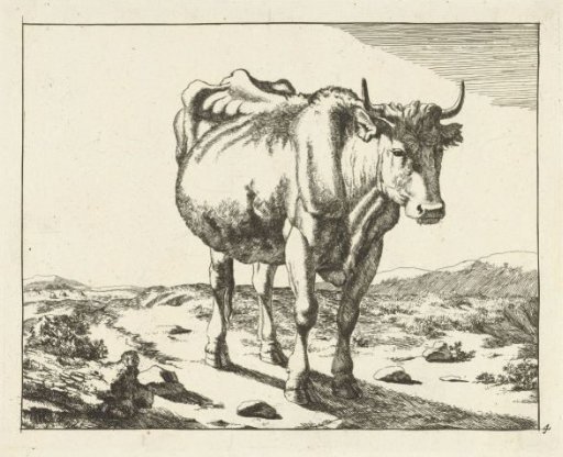 Standing cow, seen from front