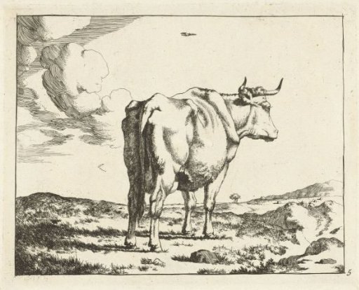 Standing cow, seen from behind
