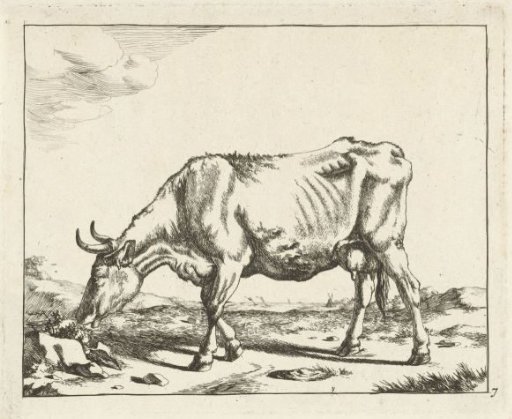 Grazing cow