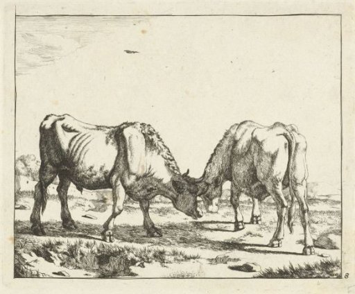 Two bulls, heads together