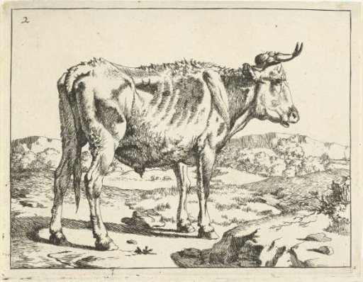 Bull standing by a rock