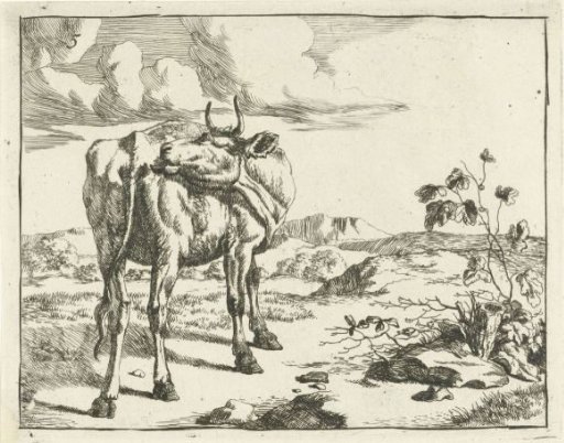 Cow Licking Itself