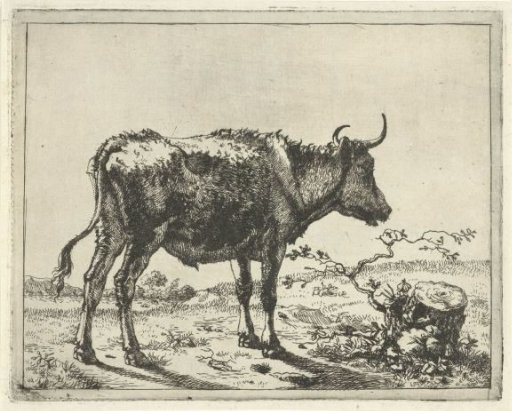 Standing Bull at Tree Stump