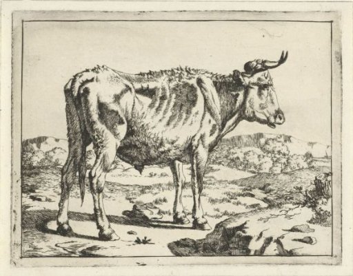 Bull standing by a rock