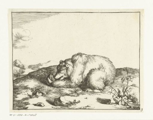 Lying bear, eating something from its left paw