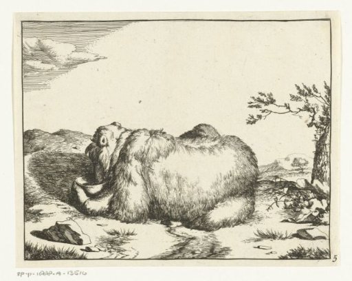 Lying bear, from behind, drinking from a bowl
