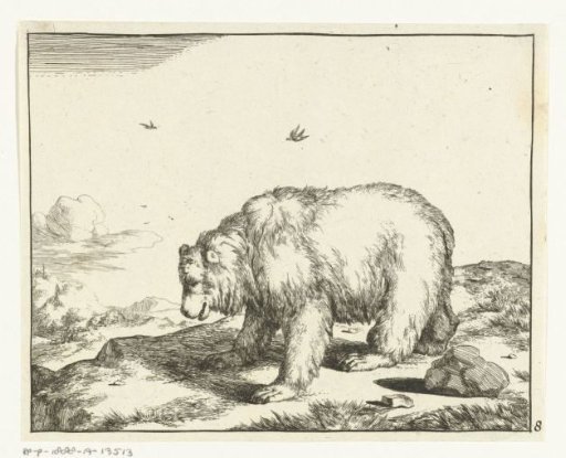 Standing bear, in profile
