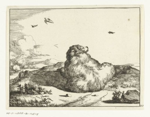Lying bear, from behind, head raised