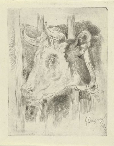 Head of a cow