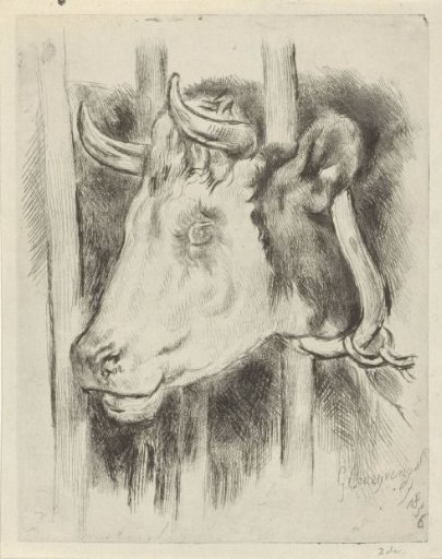 Head of a cow