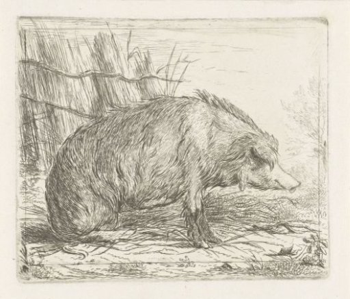 Sitting wild boar