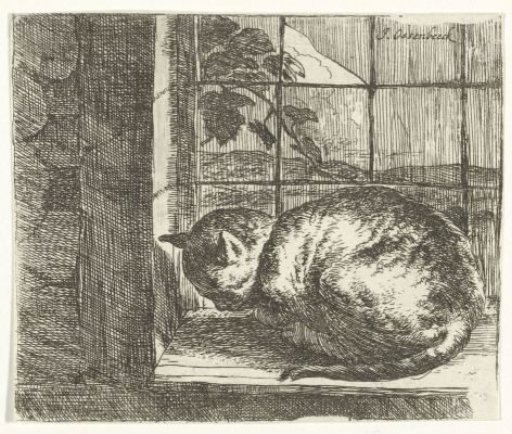 Cat in the window frame