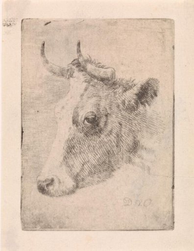 Head of a bull