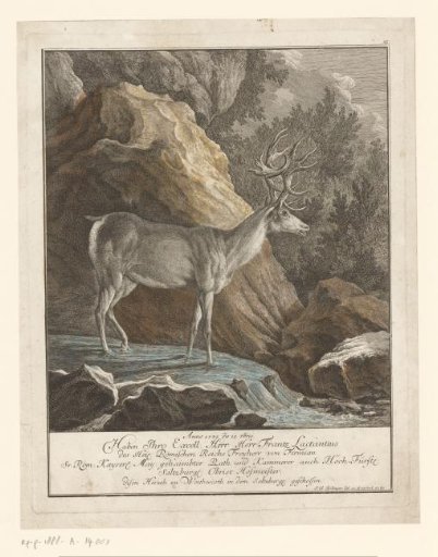 Stag with remarkable antlers