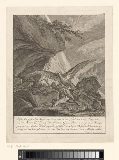 Remarkably large eagle and a dead ibex