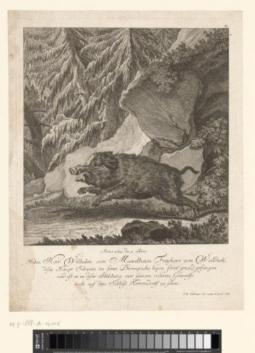 Remarkable wild boar