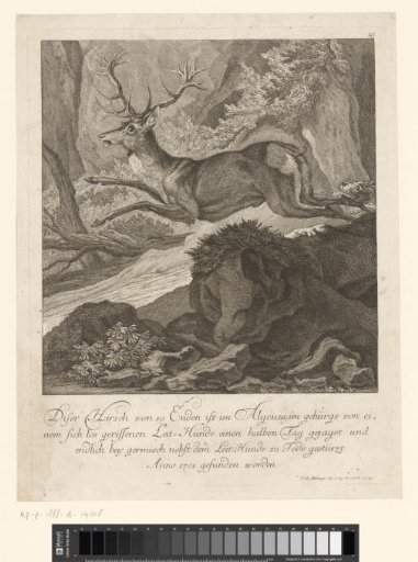 Stag pursued by a hunting dog