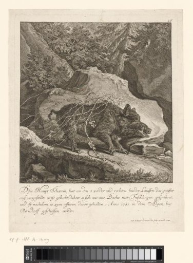 Wild boar caught in a thorn bush