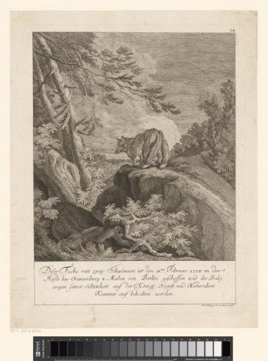 Fox with two tails