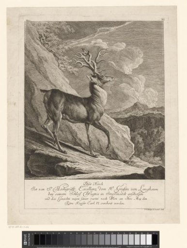 Stag with remarkable antlers