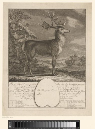 Very large stag