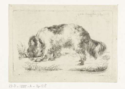 Drinking dog