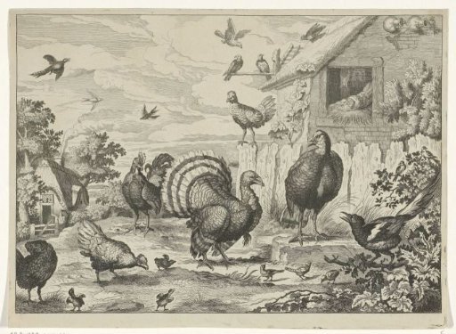 Various fowl and a turkey