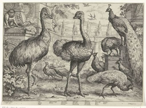 Various birds and a monkey