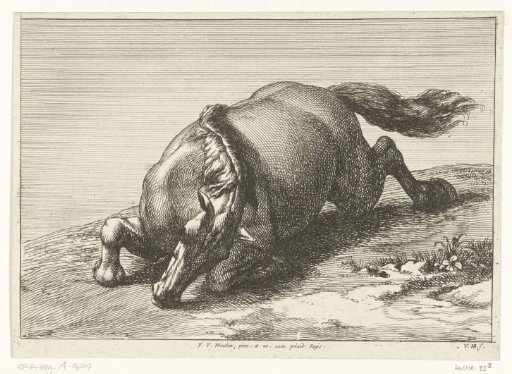 Dead horse seen from the front at an angle