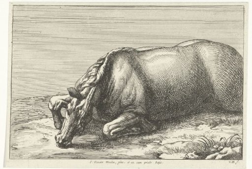 Dead horse seen lying on the left side