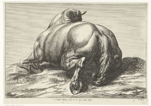 Dead horse lying on its belly seen from behind