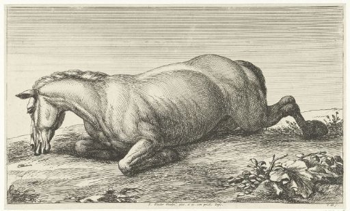 Dead horse lying on its belly
