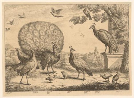 Landscape with peacocks, greylag geese, doves and a squirrel