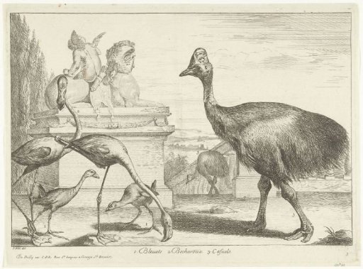 Cassowaries, purple coot and flamingos