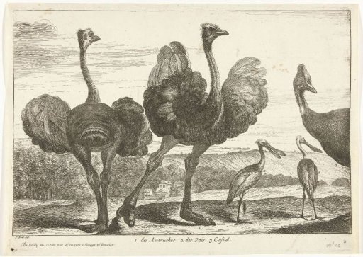 Ostriches, cassowary and spoonbill