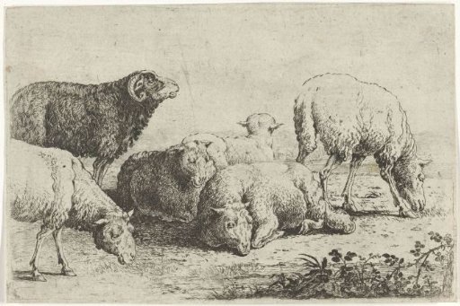 Sheep