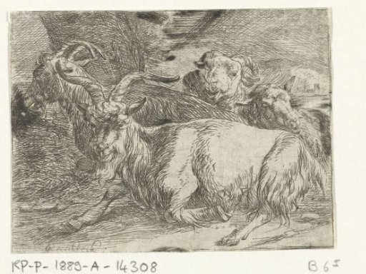 Two goats and two sheep