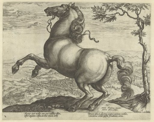 Horse from Tuscany