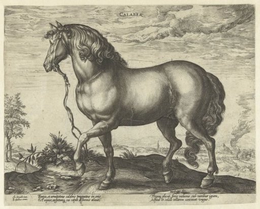 Horse from Calabria