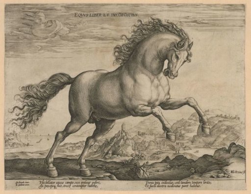 Wild Horse