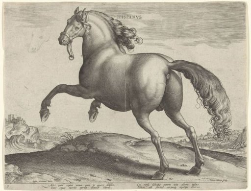 Horse from Spain (Hispanus Alter)