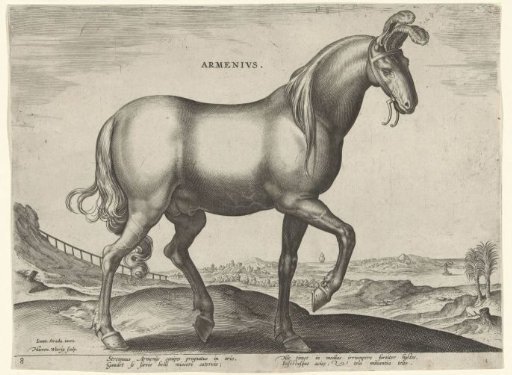 Horse from Armenia (Armenius)