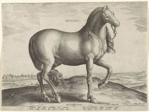 Horse from Sicily (Siculus)