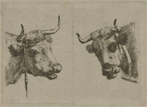 Two cow heads