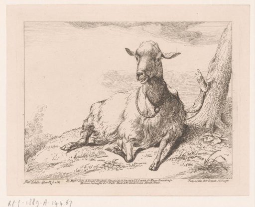 Lying goat