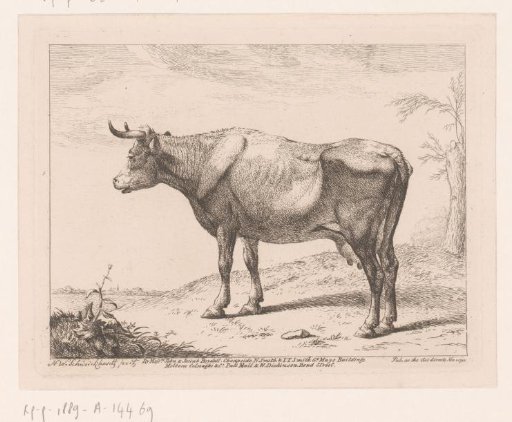 Cow